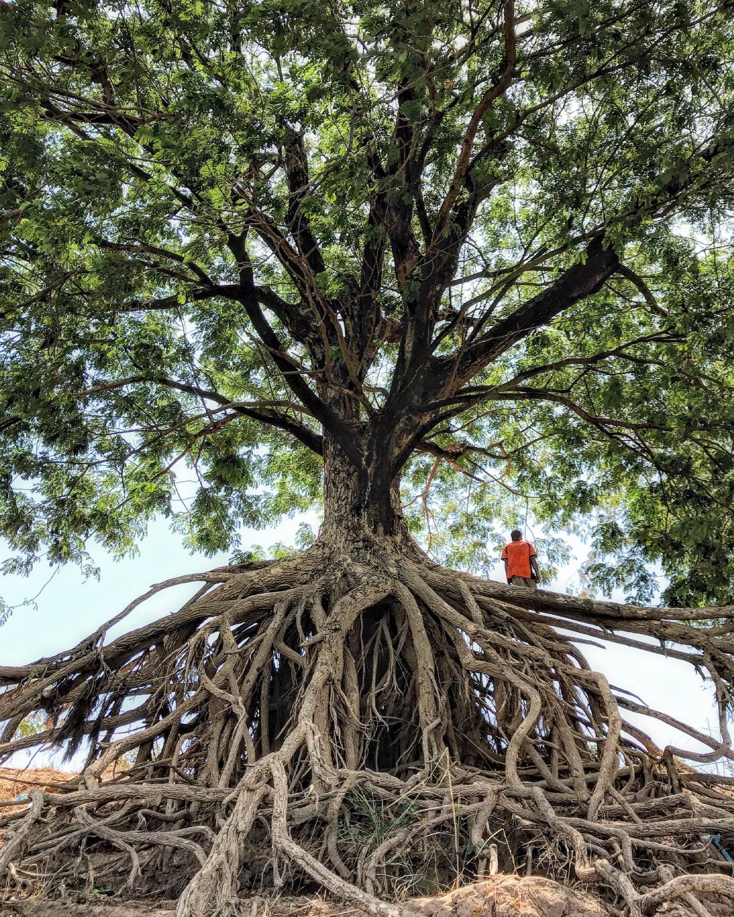 A large tree with exposed roots