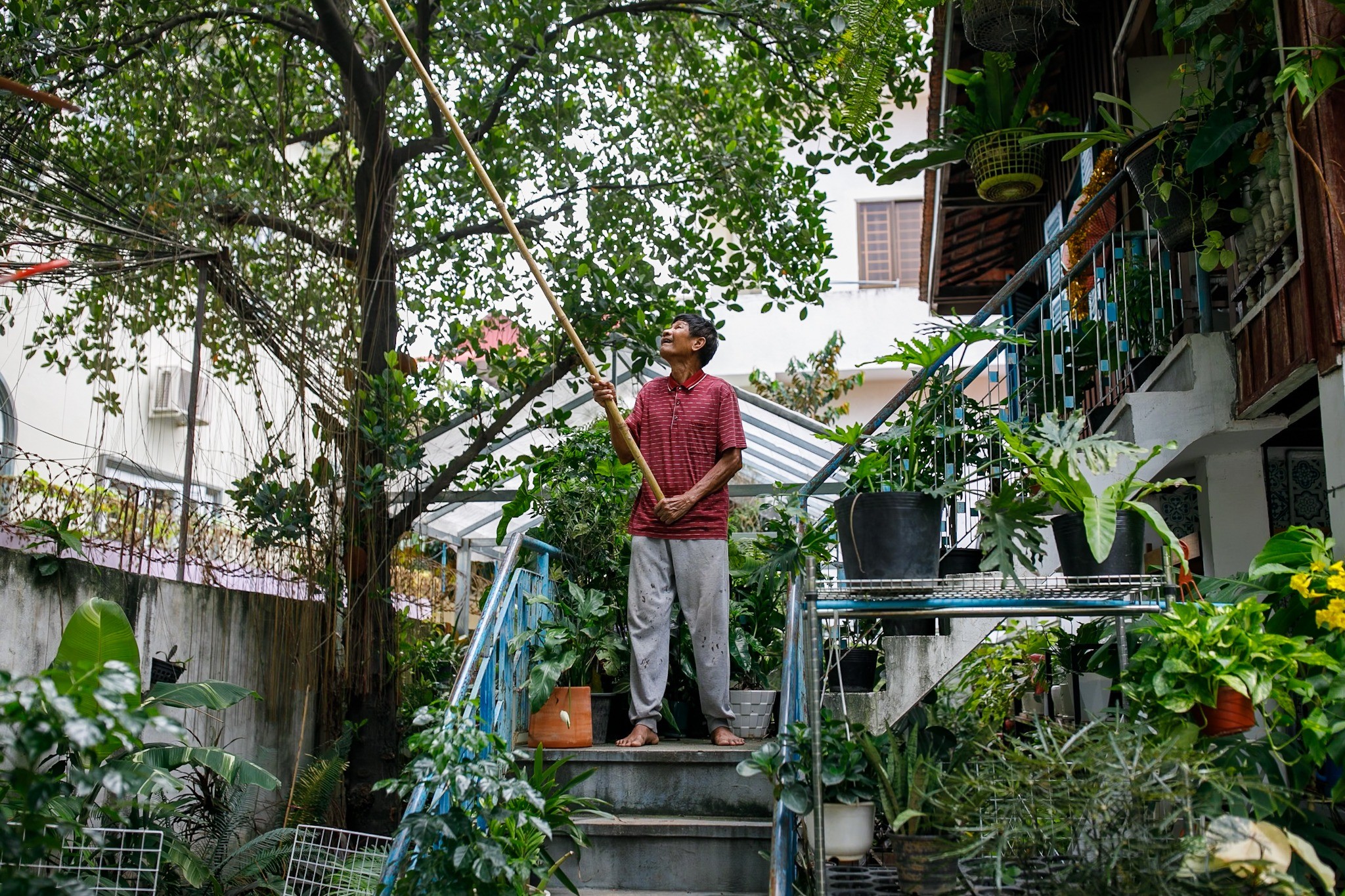 Sopheak’s father using a long pole to tend vines above the garden stairs